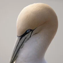 Photo art of a northern gannet in its natural surroundings, soft colors and calm mood.