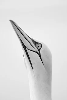 Photo art by Dennis Wehrmann: northern gannet in calm blue water