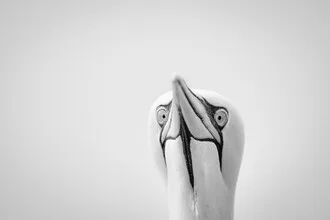 Photo art of a northern gannet gliding over the water in soft hues.