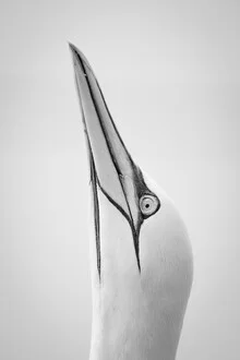 Photo art of a northern gannet pair flying over the sea