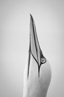 Photo art by Dennis Wehrmann: Northern gannet soaring above the Helgoland coast