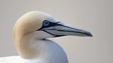 Photo art: Northern gannet flying over the coast of Helgoland