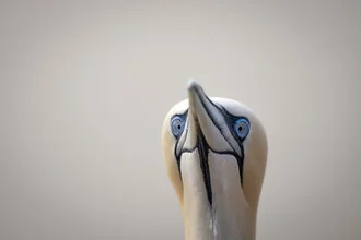 Photo art by Dennis Wehrmann: Northern gannet in its natural habitat on Helgoland.