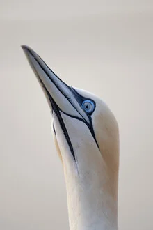 Photo art by Dennis Wehrmann: Northern gannet in natural surroundings