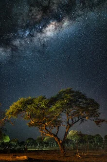 Photo art by J. Daniel Hunger: Milky Way over a camel thorn tree in Botswana