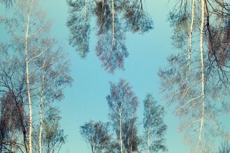 Photo art by Nadja Jacke: double exposure of birch trees in soft light