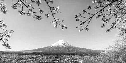 Panoramic view of Mount Fuji with cherry blossoms in spring, soft colors and calm mood.