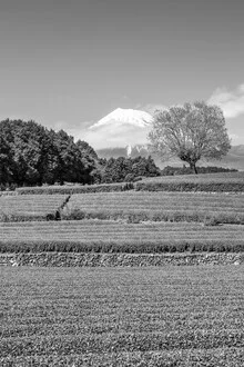 Idyllic tea plantation in Japan with Mount Fuji in the background, in monochrome