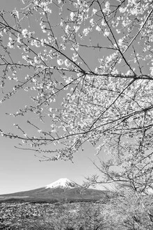 Charming view of Mount Fuji with cherry blossoms in monochrome