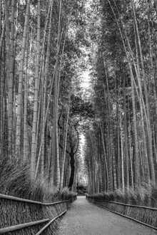 Photo art by Melanie Viola: Monochrome view of the Arashiyama bamboo forest
