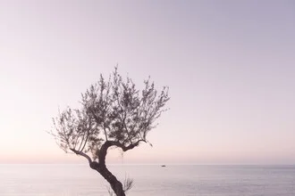Fotokunst eines Baumes gegen einen lila Himmel, ruhige Sommerstimmung in Italien.