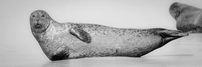 Nature photograph of a grey seal resting on the beach in Helgoland.