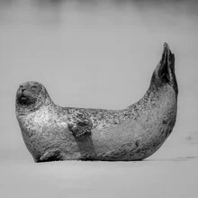 Photo art by Dennis Wehrmann: Grey seal relaxing on the beach in Helgoland.