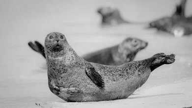 Photo art by Dennis Wehrmann: grey seal relaxing on the beach of Helgoland.