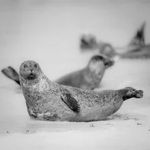 Photo art by Dennis Wehrmann: grey seal resting on a dune in the North Sea