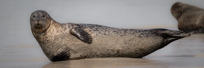 Grey seal resting on a sandy dune under a clear sky.