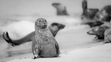 Grey seal relaxing on the dune of Helgoland, soft colors and serene beach atmosphere