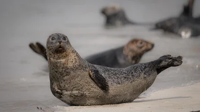 Grey seal on Helgoland: relaxed seal on the beach with gentle waves in the background