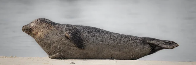 Photo art by Dennis Wehrmann: Grey seal on a dune in a calm setting