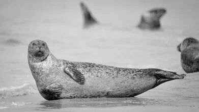 Wall art by Dennis Wehrmann: grey seal on the North Sea beach