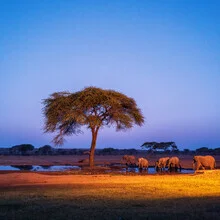 Photo art by J. Daniel Hunger: serene view of Chobe National Park in Botswana
