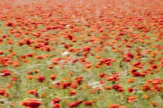 Poppy field with a swing, soft colors and blurred details create a calm atmosphere.