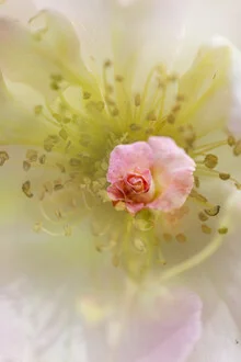 Double exposure of rose blossoms in soft colors