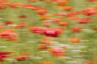 Blurred poppy blossoms in soft colors create a calm atmosphere.