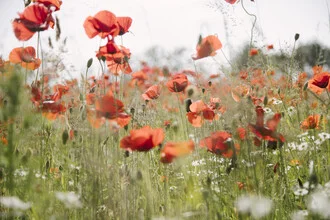 Photo art by Nadja Jacke: Blooming poppy field with soft colors and a peaceful mood
