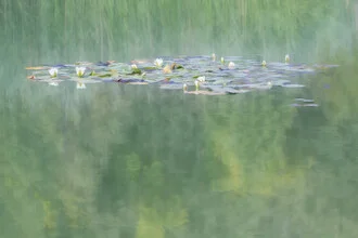 Gentle reflections of a water lily on the surface, creating a calm atmosphere.