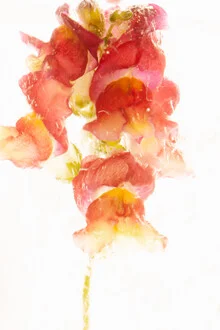 Close-up of snapdragons in crystal clear ice, soft colors and delicate details.