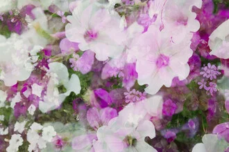 Abstract blossom variety in soft colors and flowing shapes
