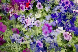 Abstract depiction of a sea of blossoms in soft colors