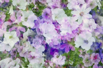 Abstract photo art featuring colorful blossoms in soft hues and harmonious multiple exposures