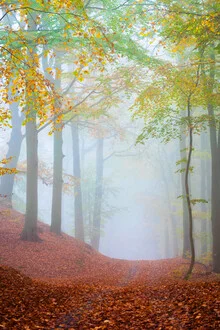 Friedlicher Waldweg in Nebel gehüllt, umgeben von bunten Herbstblättern.
