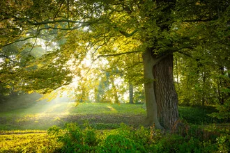 Herbstliche Parklandschaft mit Bäumen und sanftem Licht in warmen Farben