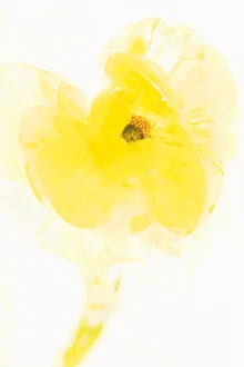 Photo art: Yellow ranunculus blossom captured in ice, soft colors and harmonious composition.
