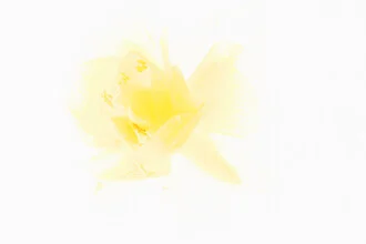 Yellow ranunculus in ice: soft petals in a frosty setting.