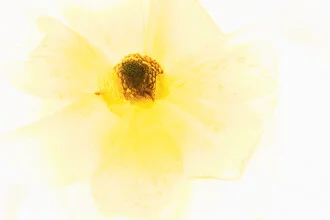 Yellow ranunculus blossom in ice, soft colors and harmonious expression.