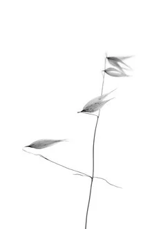 Fotokunst: sanfte Pflanze in zarten Grautönen, minimalistisch und beruhigend.