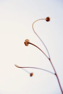 Fotokunst von Tal Paz-fridman: verwelktes Wildblumenmotiv in zarten Farben