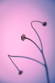 Fotokunst von Tal Paz-fridman: zarte verwelkte Wildblume in sanften Pastelltönen