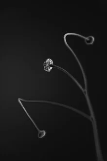 Photo art by Tal Paz-fridman: wilted wildflower in soft gray tones