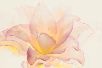 Close-up of a stuffed lily in ice, soft colors and delicate details.