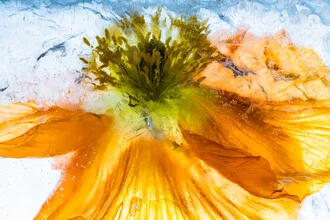 Close-up of a poppy blossom in clear ice, soft colors and a calm mood.