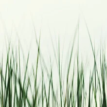 Fotokunst mit grünem Strandgras, sanfter Wind und unscharfer Hintergrund