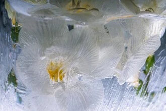 Photo of white freesias in crystal-clear ice, soft colors and harmonious composition.