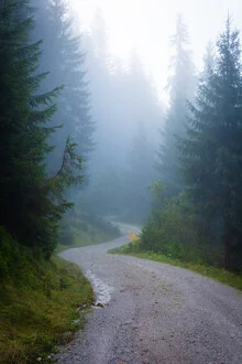 Nebeliger Waldweg in den Alpen, sanfte Stimmung und ruhige Farben