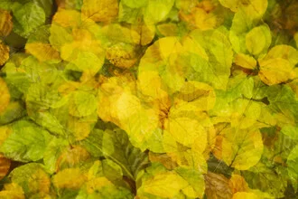Abstract autumn leaves in soft colors creating a calm atmosphere