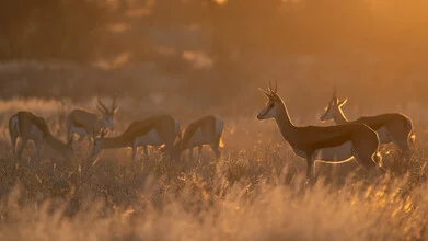 Photo art by Dennis Wehrmann: soft sundown over the Kalahari Desert with a springbok